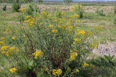 Senecio brasiliensis