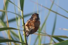 Saxicola torquatus