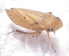 Anoscopus serratulae