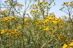 Senecio brasiliensis
