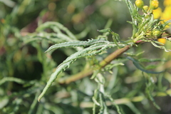 Senecio brasiliensis