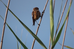 Saxicola torquatus