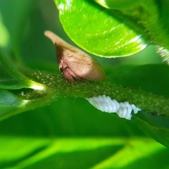 Enchenopa squamigera