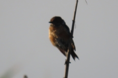 Saxicola torquatus