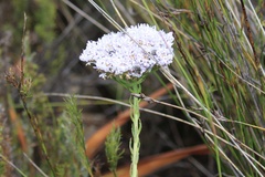 Pseudoselago spuria