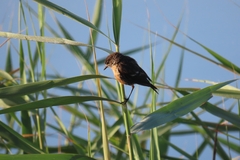 Saxicola torquatus