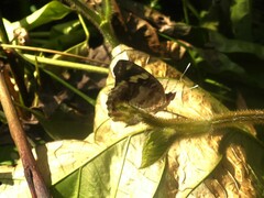 Junonia oenone oenone