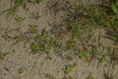 Gisekia pharnaceoides