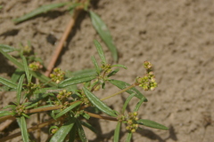 Gisekia pharnaceoides