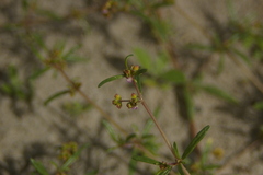 Gisekia pharnaceoides