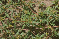 Gisekia pharnaceoides