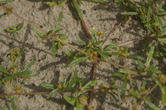 Gisekia pharnaceoides