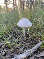 Macrolepiota dolichaula