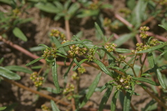 Gisekia pharnaceoides