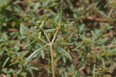 Gisekia pharnaceoides