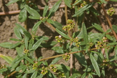 Gisekia pharnaceoides