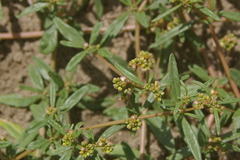 Gisekia pharnaceoides