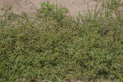 Gisekia pharnaceoides