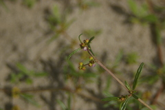 Gisekia pharnaceoides