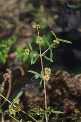 Gisekia pharnaceoides