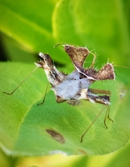 Pephricus