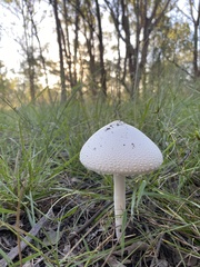 Macrolepiota dolichaula