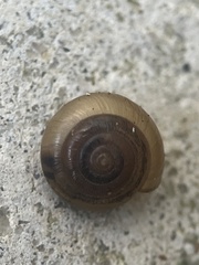 Gastrodontidae