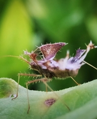 Pephricus