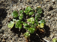 Ranunculus acaulis