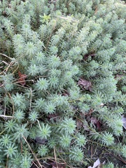 Myriophyllum aquaticum