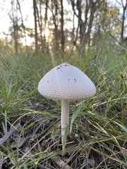 Macrolepiota dolichaula
