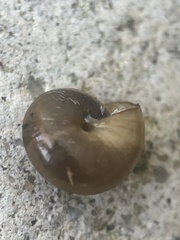 Gastrodontidae