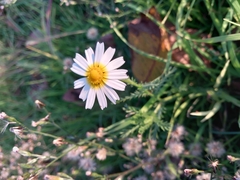 Anthemis arvensis
