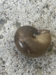 Gastrodontidae