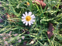 Anthemis arvensis