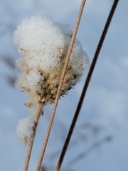 Anemone virginiana