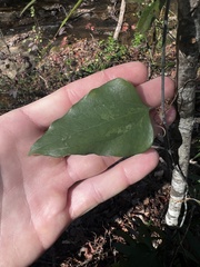 Smilax glauca