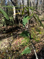 Smilax glauca
