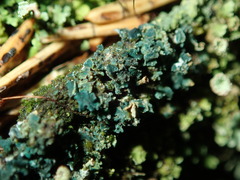 Arthrorhaphis aeruginosa