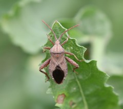 Piezogaster calcarator