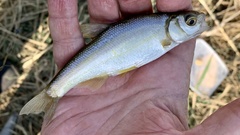 Acanthobrama lissneri