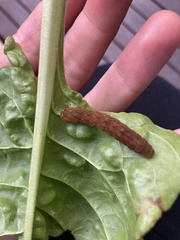 Neumichtis nigerrima