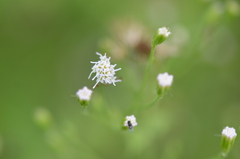 Fleischmannia incarnata
