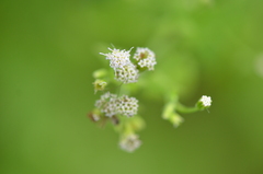 Fleischmannia incarnata