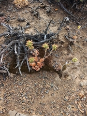 Crassula tomentosa