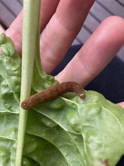 Neumichtis nigerrima