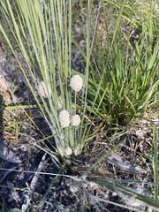 Lomandra leucocephala