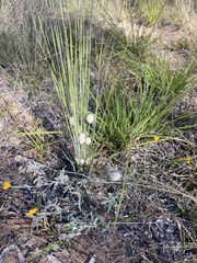 Lomandra leucocephala