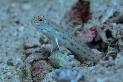 Ctenogobiops crocineus