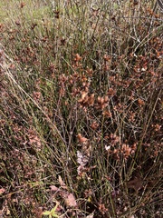 Juncus patens